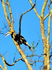 thumbs/birds-Pied Hornbill.jpg.jpg